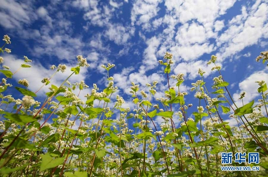 冬日浪漫！广西仫佬山乡荞麦花开（图）